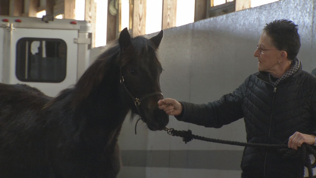 Knox, colt rescued from eastern Kentucky horse shooting attack, gets adopted